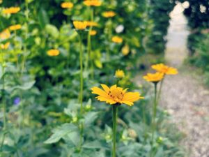 兄弟姉妹割引　通っていたらお得な割引